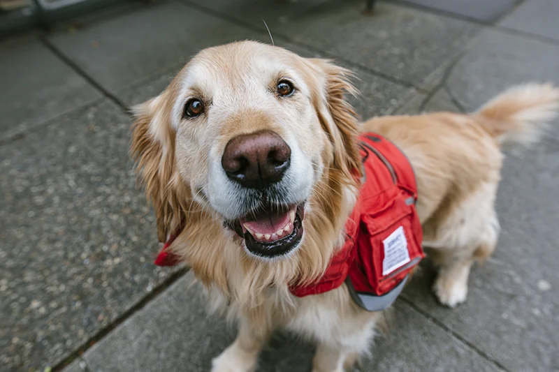 service dog